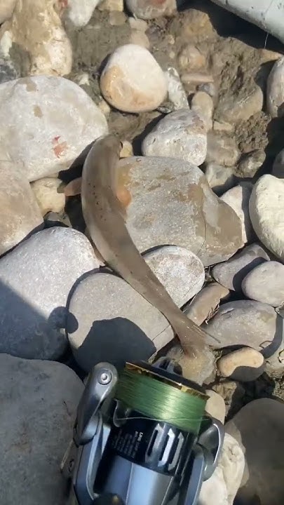 Маленькая форель на воблер #trout_fishing #fishing #кбр #форель - YouTube
