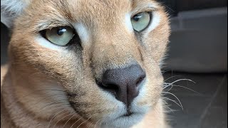 Caracal Making Hunting Sound & Ear Flick
