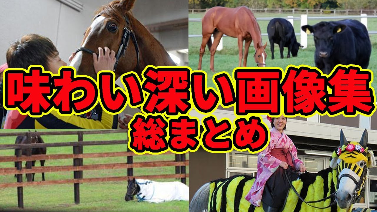 【知ってたら競馬好き】ついつい見てしまう競馬のおもしろ画像・味わい深い画像を教えてくれ！に対する反応集【競馬の反応集】