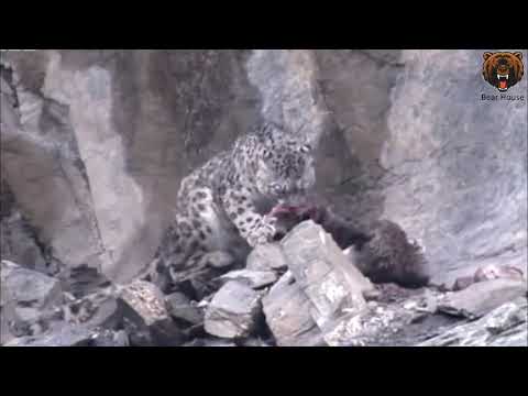 snow leopard  Into the abyss for prey   Снежный Барс  В пропасть за добычей