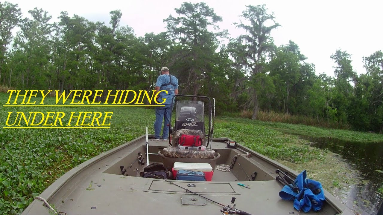 Fishing In The Louisiana Swamp For 8 Species Of Fish!!