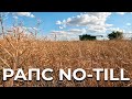 Рапс no-till удивил. Но не урожайностью.