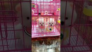 Cute Pomeranian dog Market | Pomeranian dog price | Cute puppies | #trending #dogs  #viral #shorts