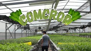 ComCrop, Singapore’s First Commercial Rooftop Farm