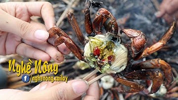 Bắt ba khía nướng dân dã tại rừng ngập mặn Cà Mau