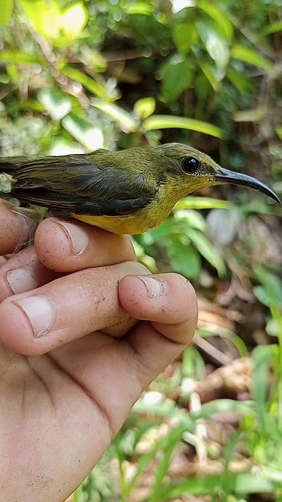 sogon ijoan jantan tulen