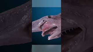 The Ugliest Shark on Earth- the Goblin Shark