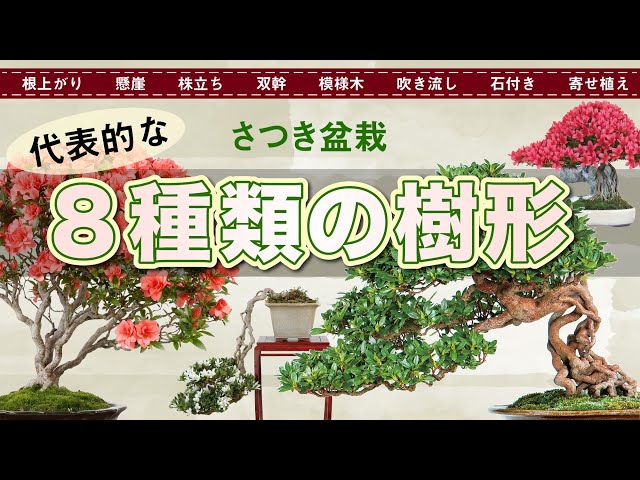 さつき盆栽【８種類の樹形】根上がり、懸崖、株立ち、双幹、模様木、吹き流し、石付き、寄せ植え class=