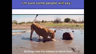 Bullfrog take the Initiative to attack the lion