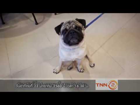 camera iphone 8 plus apk Spot Pet Lover by Jerhigh 210160 : ตะลุยคาเฟ่ หมาแมว จ.ขอนแก่น