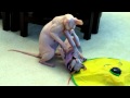 Two sphynx cats fighting