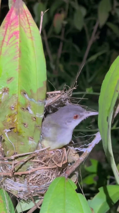 Jumpa sarang burung ciblek semi saat berburu dimalam hari‼️ #burung #burungciblek #sarangburung