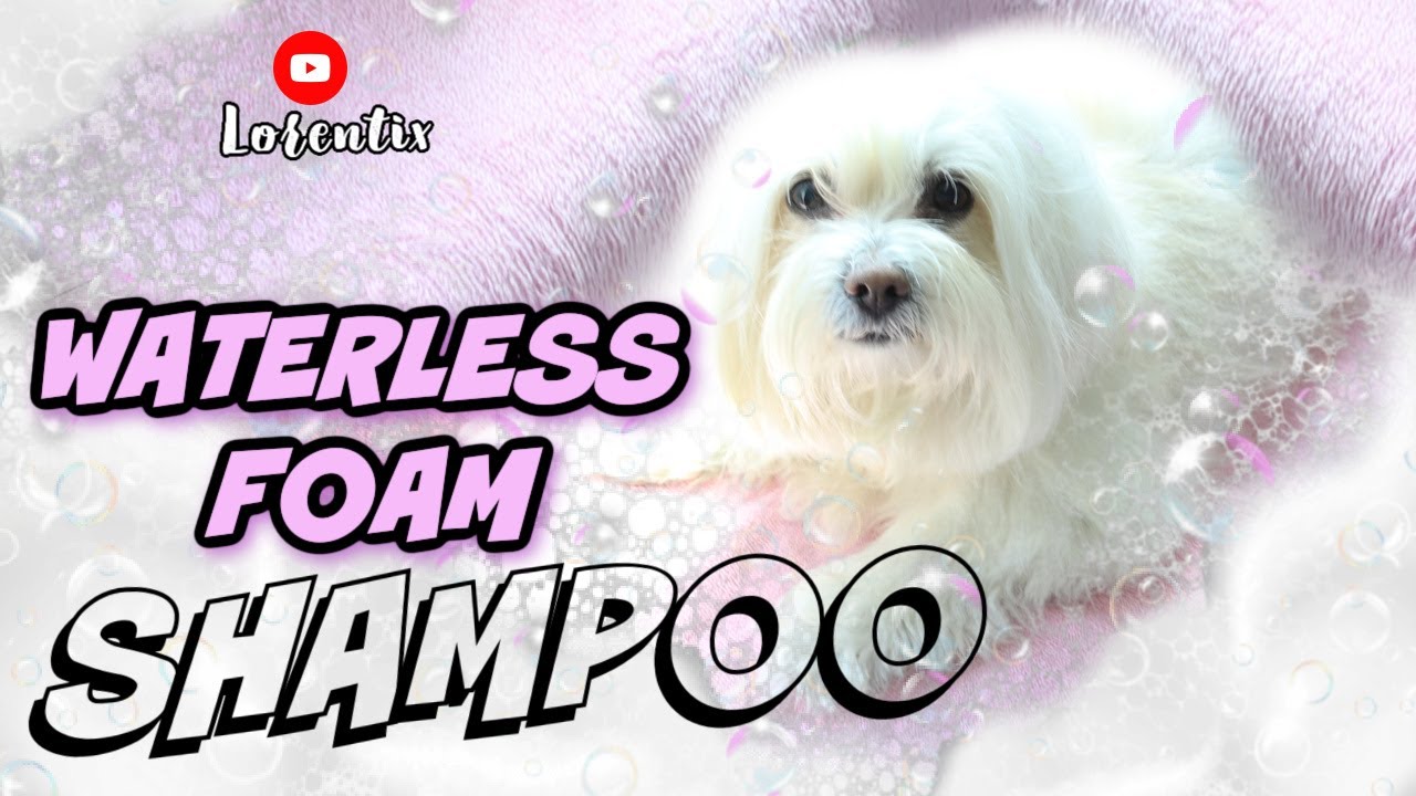 Waterless shampoo for dogs I LORENTIX YouTube