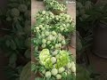 #short/#youtubeshort/#viral/#atis/#fruit/#craving/#satisfying/#sweet_&_yummy/@EMAsHelpingHand🥰