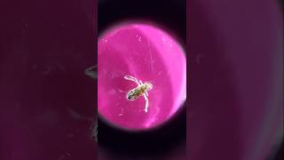 Water Boatman, the Aquatic Insect