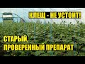 Паутинный клещ на огурцах - помогут три обработки ФИТОВЕРМОМ