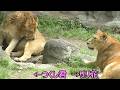 リリ花の近くでくつろいですごすつくし君♪とべ動物園にて
