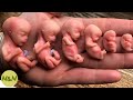 Vídeo COMPLETO Embrião Passo a Passo do Feto a Bebe - Formação Humana - Fecundação Passo a Passo