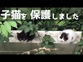 【子猫保護】野良猫親子を保護するまで