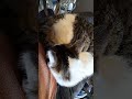 ライブ ハイライト うちの猫