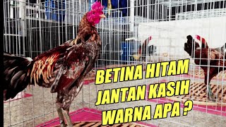 TERNAK AYAM IMPORT THAILAND KUALITAS HARUS JELAS‼️ BETINA AYAM LAOTA FARM BANYAK WARNA HITAM