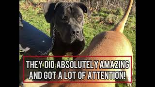 We Went On A Day Out With These Massive #boerboel Dogs! by Pawfextion 466 views 3 months ago 1 minute