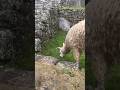 Machu Picchu.  Come fly with me, let’s float down to Peru...