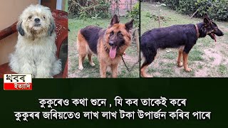 Dog business ,foreign country dog business in Assam India