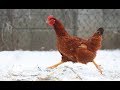 Курицы впервые видят снег! Прикольно.