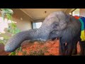 Baby elephant orphans, Fenya and Khanyisa meet again across the nursery door 🐘🌿🐘