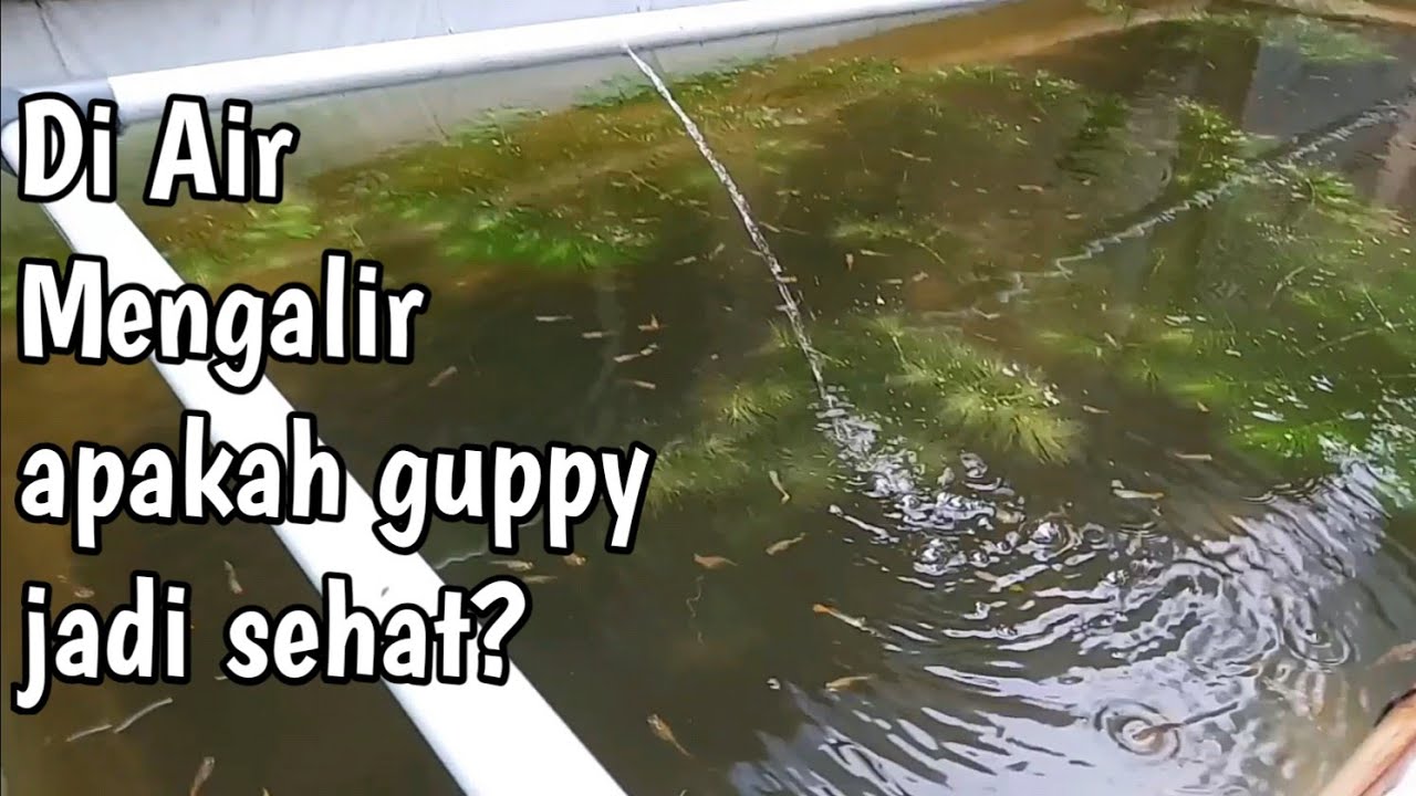 GUPPY DI KOLAM AIR MENGALIR