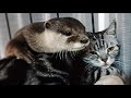 Aty is too fond of Mr.Cat [Otter life Day 251]【カワウソアティとにゃん先輩】