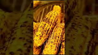 Közde Mısır 🌽