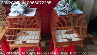 Chào mào bổi mùa đầu Thái độ tốt giọng hay, cặp lòng sin chạm đẹp