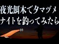 エギング【夜光エギは釣れるのか？？？】アオリイカ　2020　5 18　春　イカ