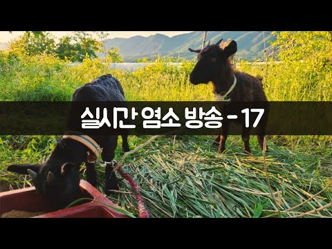 주민 여러분 - 염소 근황 알려드립니다