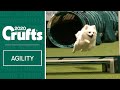Watch fling the german spitz smash the agility course  crufts 2020