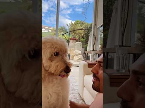 Tirullipa estava com saudades das cachorras