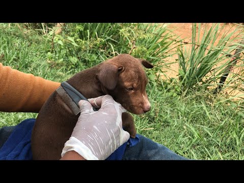 Rescue Puppy And Removal All Fleas On Real Puppy