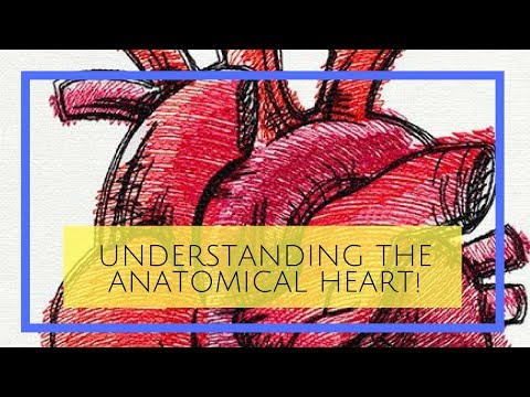 Understanding the anatomical heart