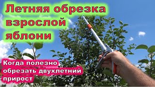 Летняя обрезка взрослой яблони Когда полезно обрезать на двухлетний прирост