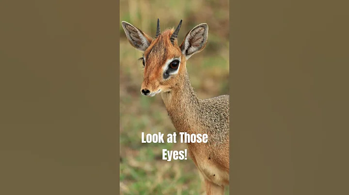 Meet the Adorable Dik-dik – The Tiny Antelope with a Huge Heart 💞 | Cutest Wild Animal Love Story