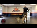 10 Month Old German Shepherd 10 Month Old German Shepherd