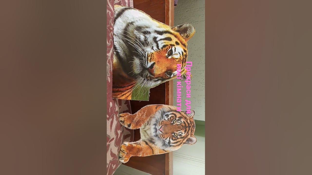 хто знає скуда малюнок меншого тигра тому лайк - YouTube