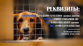 Сбор средств на приют для собак Сбор средств на приют для собак