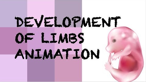 Animation of Limbs development