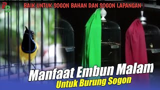 MANFAAT EMBUN MALAM UNTUK BURUNG SOGON || Cocok Untuk Sogon Bahan Dan Sogon Jalan Lapangan