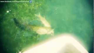 Pike Attack / Hechtangriff -European Monster Pike attack fellow species...Amazing!