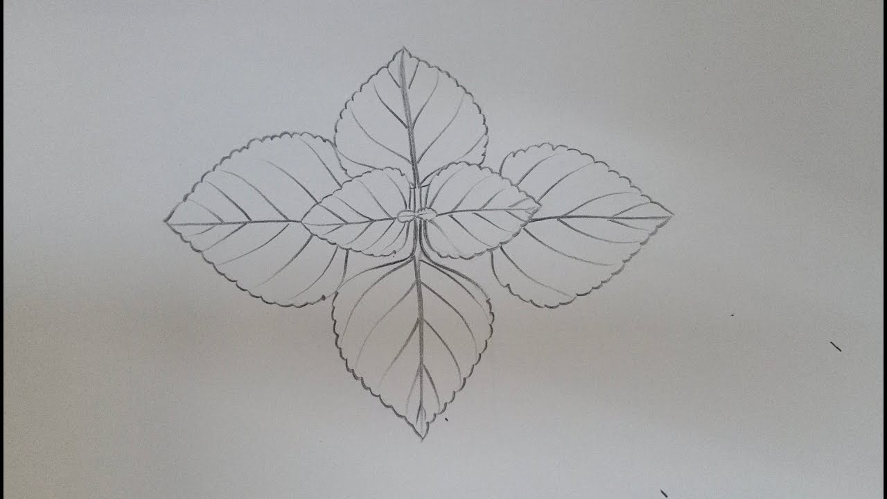 doodle freehand sketch drawing of fig fruit 11704491 PNG