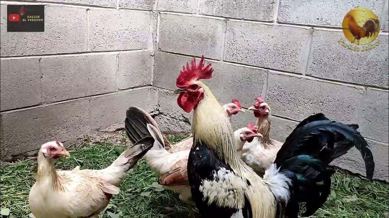 Giros Clements puros directos de Kerry Robertson, Gallos Partido